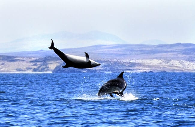 Detail Dolphin Image Nomer 47