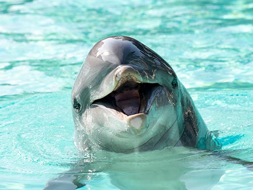 Detail Dolphin Image Nomer 48