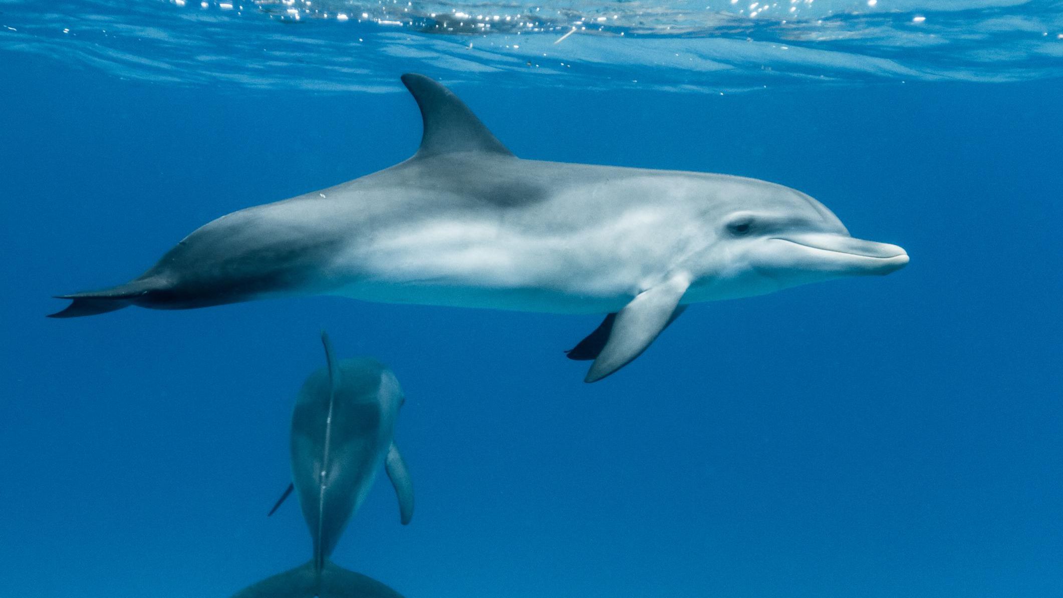 Detail Dolphin Image Nomer 50