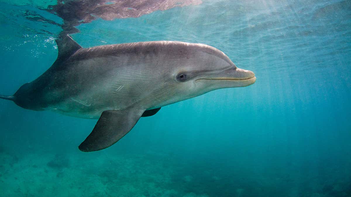 Detail Dolphin Image Nomer 51