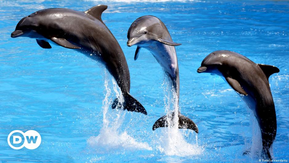 Detail Dolphin Image Nomer 8