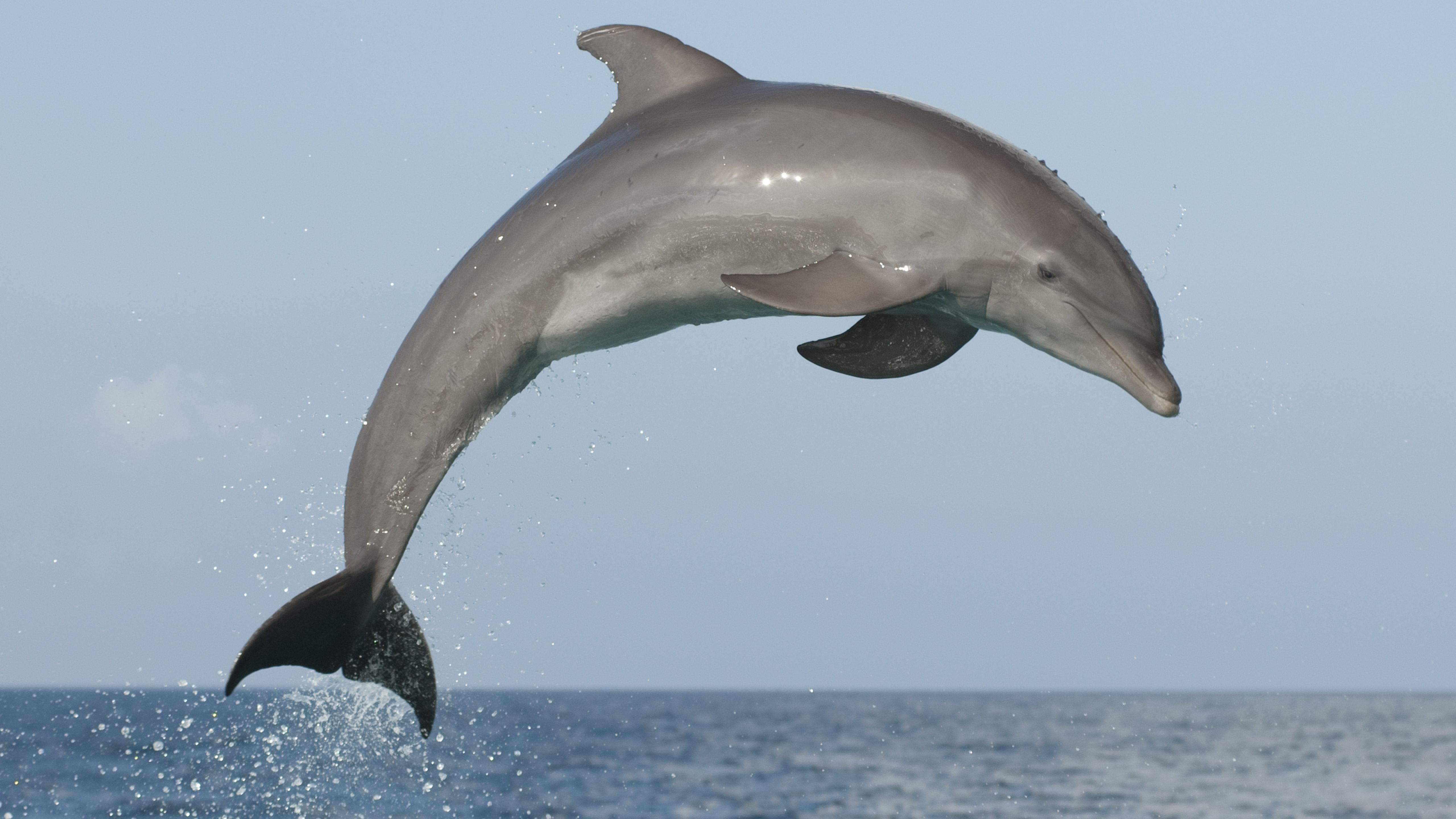Dolphin Images - KibrisPDR