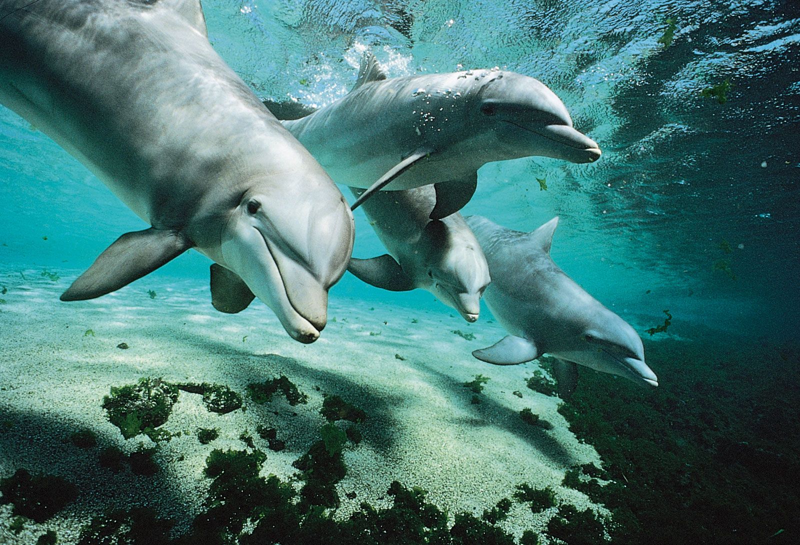 Detail Dolphin Images Nomer 52