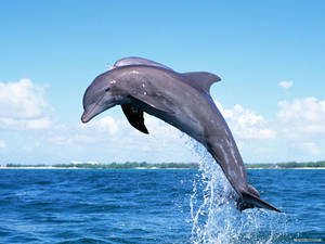 Download Dolphin Images Free Nomer 15