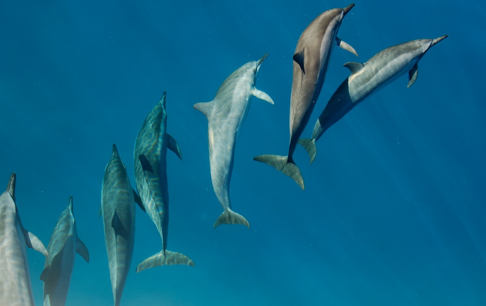 Detail Dolphin Images Free Nomer 21