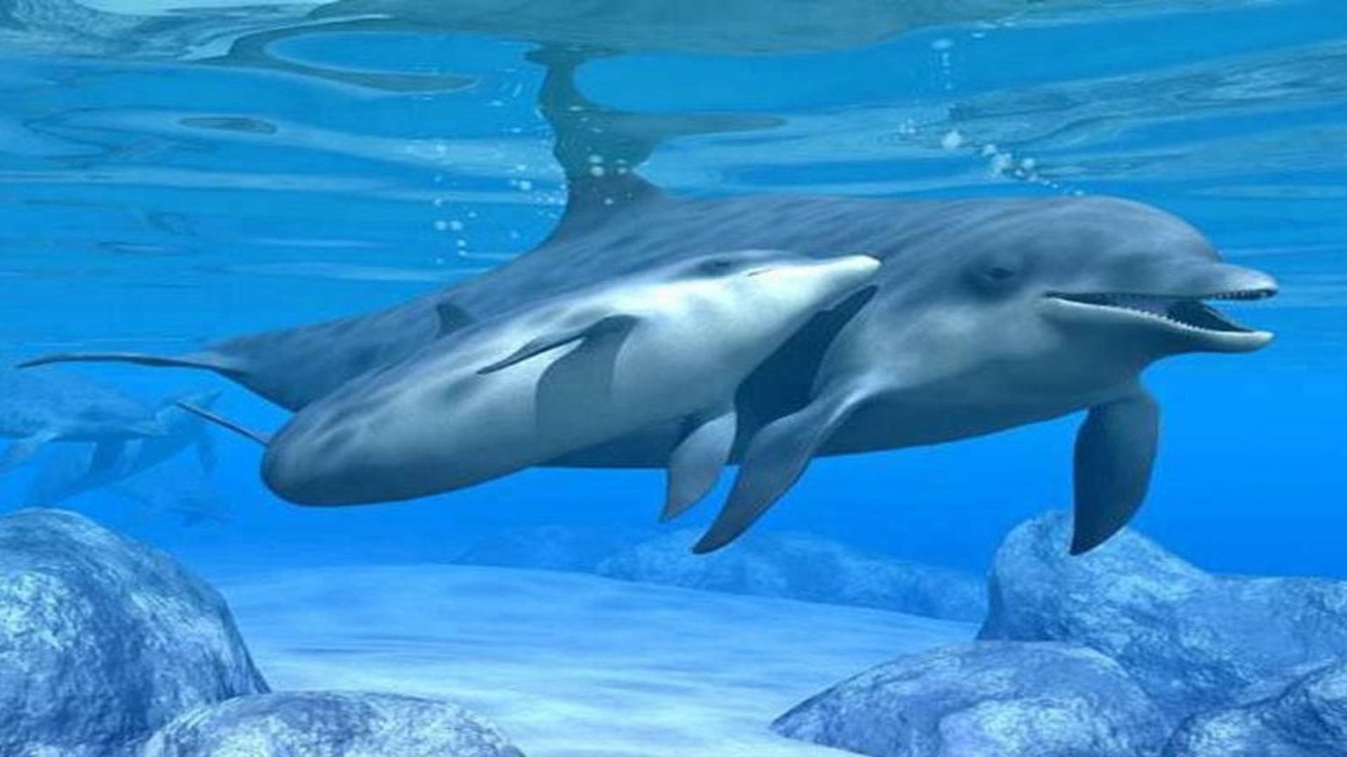 Detail Dolphin Images Free Nomer 31