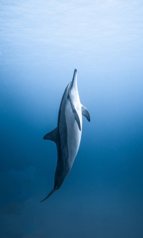 Detail Dolphin Images Free Nomer 44