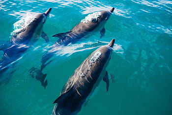 Detail Dolphin Images Free Nomer 46