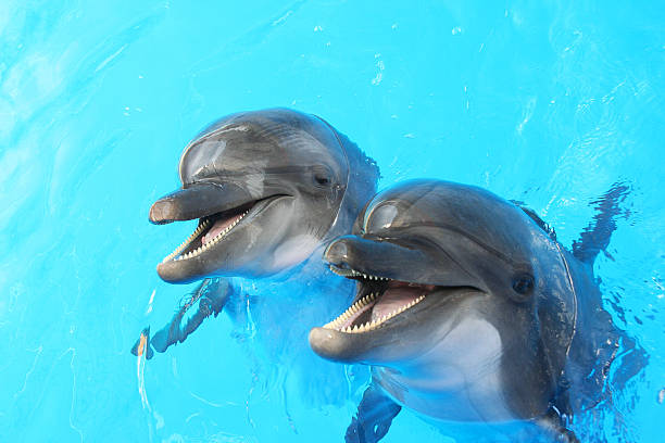 Detail Dolphin Images Free Nomer 47