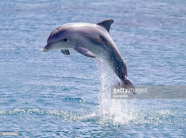 Detail Dolphin Images Free Nomer 8