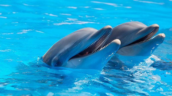 Detail Dolphin Images Free Downloads Nomer 11