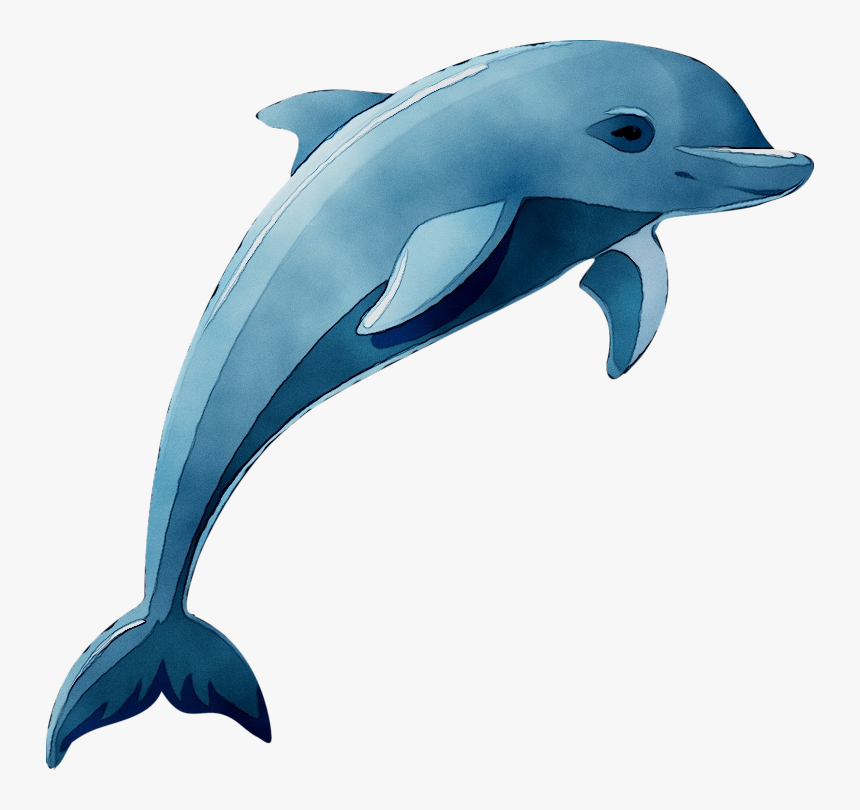 Detail Dolphin Images Free Downloads Nomer 14