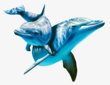 Detail Dolphin Images Free Downloads Nomer 15