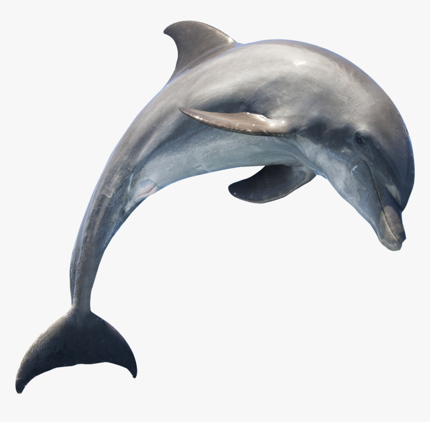 Detail Dolphin Images Free Downloads Nomer 16