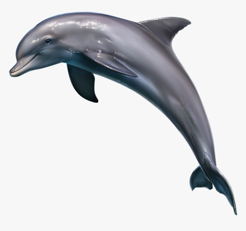 Detail Dolphin Images Free Downloads Nomer 17