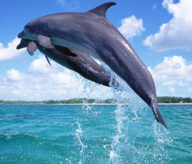 Detail Dolphin Images Free Downloads Nomer 24