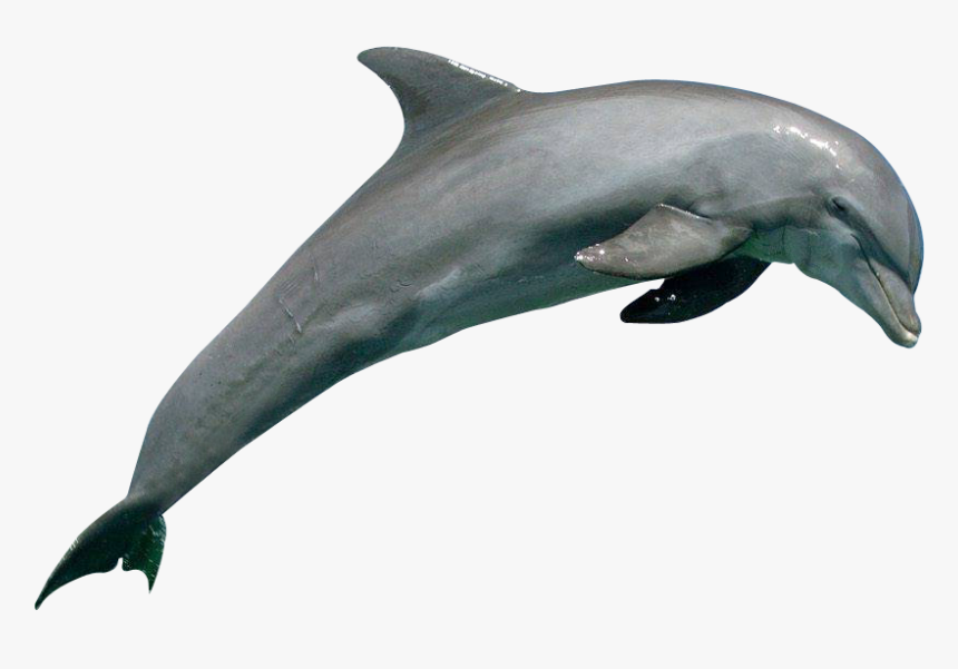 Detail Dolphin Images Free Downloads Nomer 25