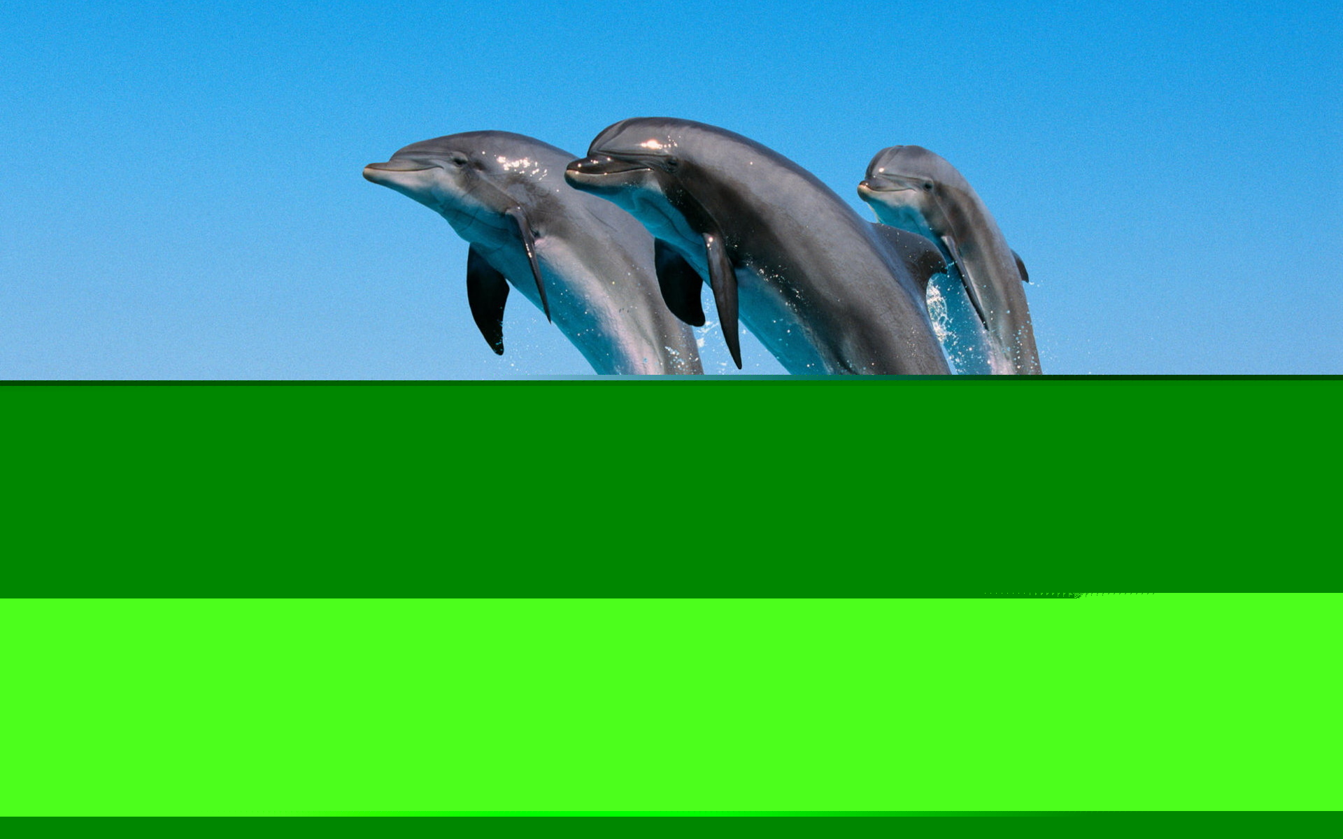 Detail Dolphin Images Free Downloads Nomer 4