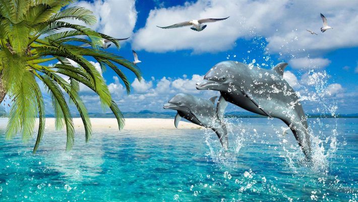 Detail Dolphin Images Free Downloads Nomer 29