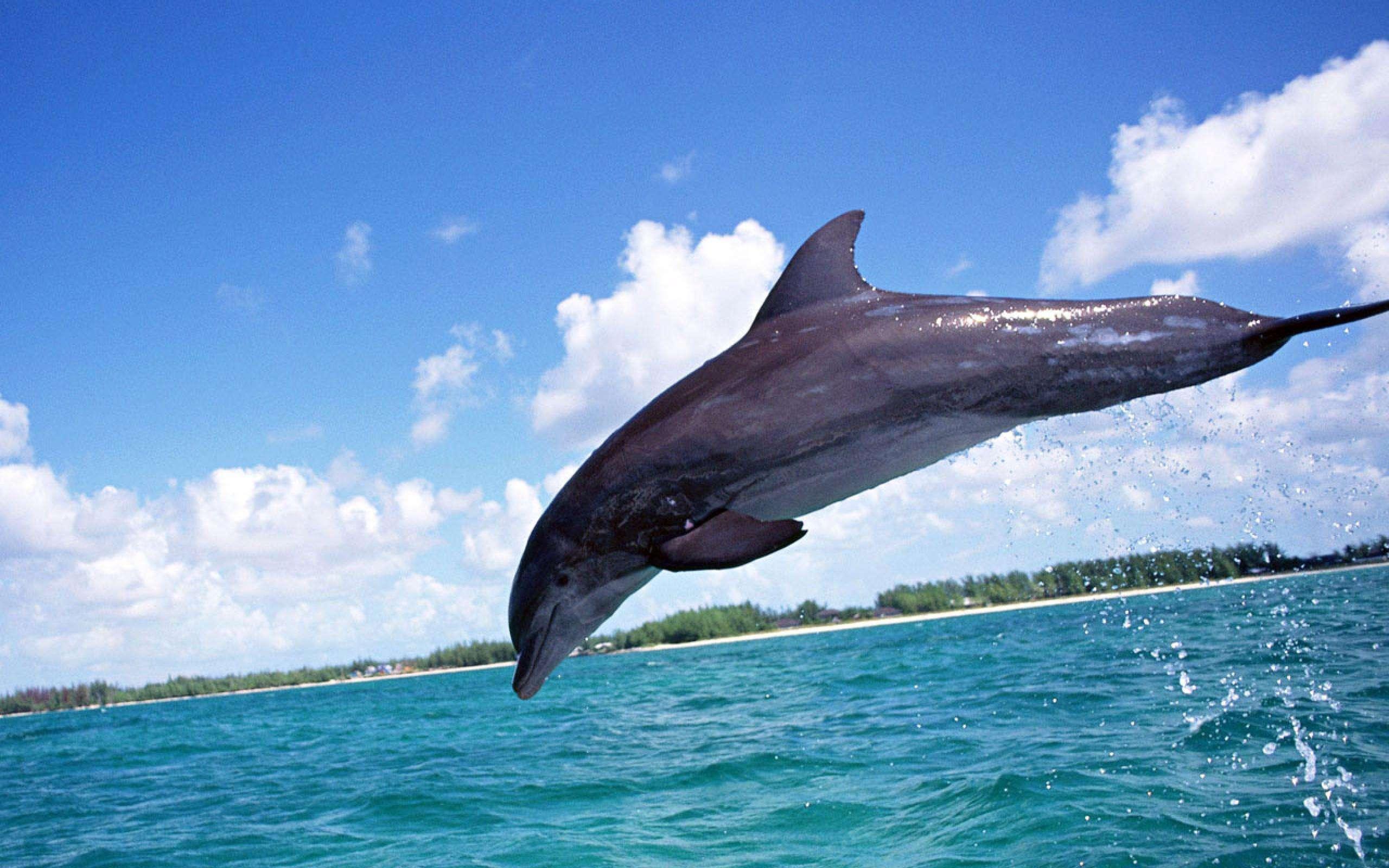 Detail Dolphin Images Free Downloads Nomer 30