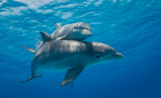 Detail Dolphin Images Free Downloads Nomer 32