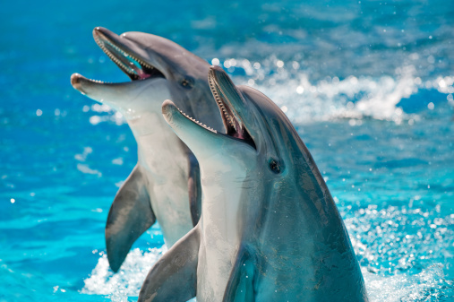 Detail Dolphin Images Free Downloads Nomer 5
