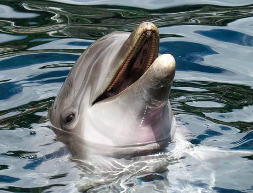 Detail Dolphin Images Free Downloads Nomer 38