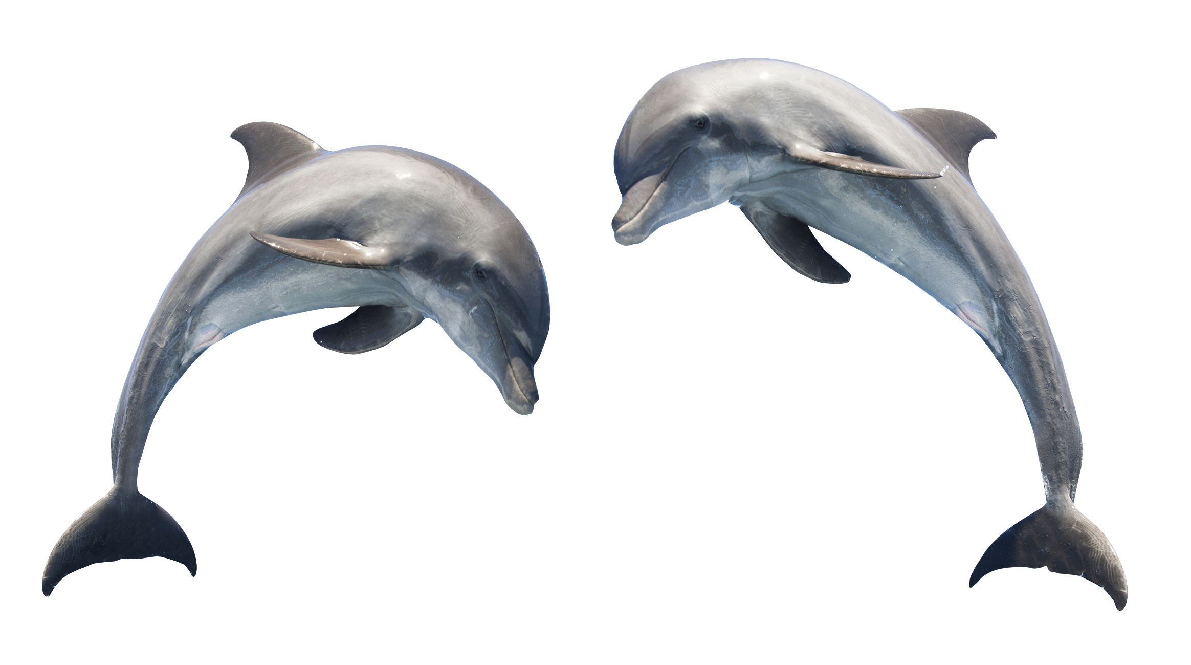 Detail Dolphin Images Free Downloads Nomer 41