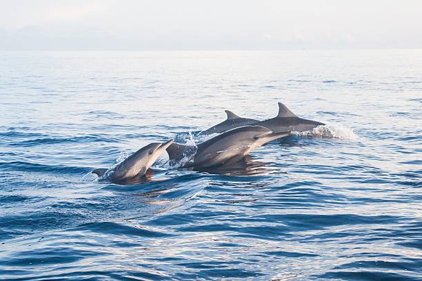 Detail Dolphin Images Free Downloads Nomer 42