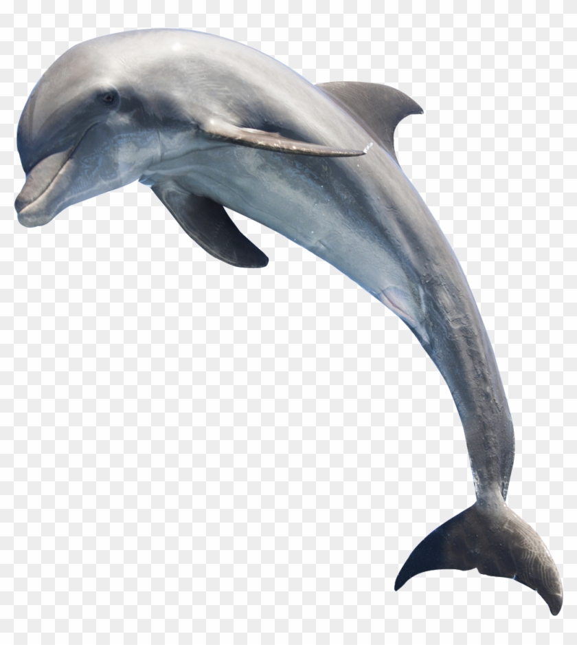 Detail Dolphin Images Free Downloads Nomer 45