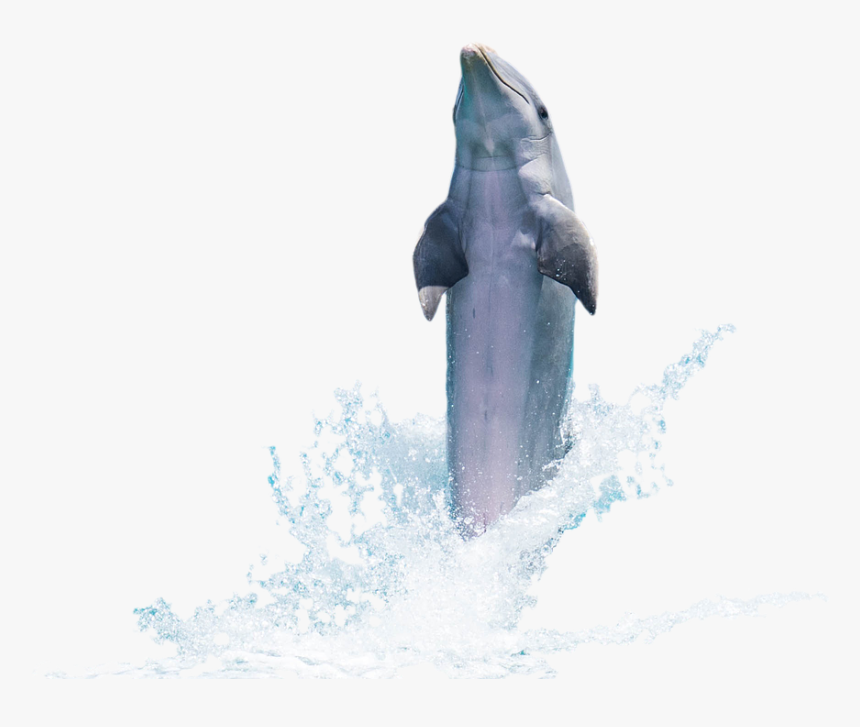 Detail Dolphin Images Free Downloads Nomer 47