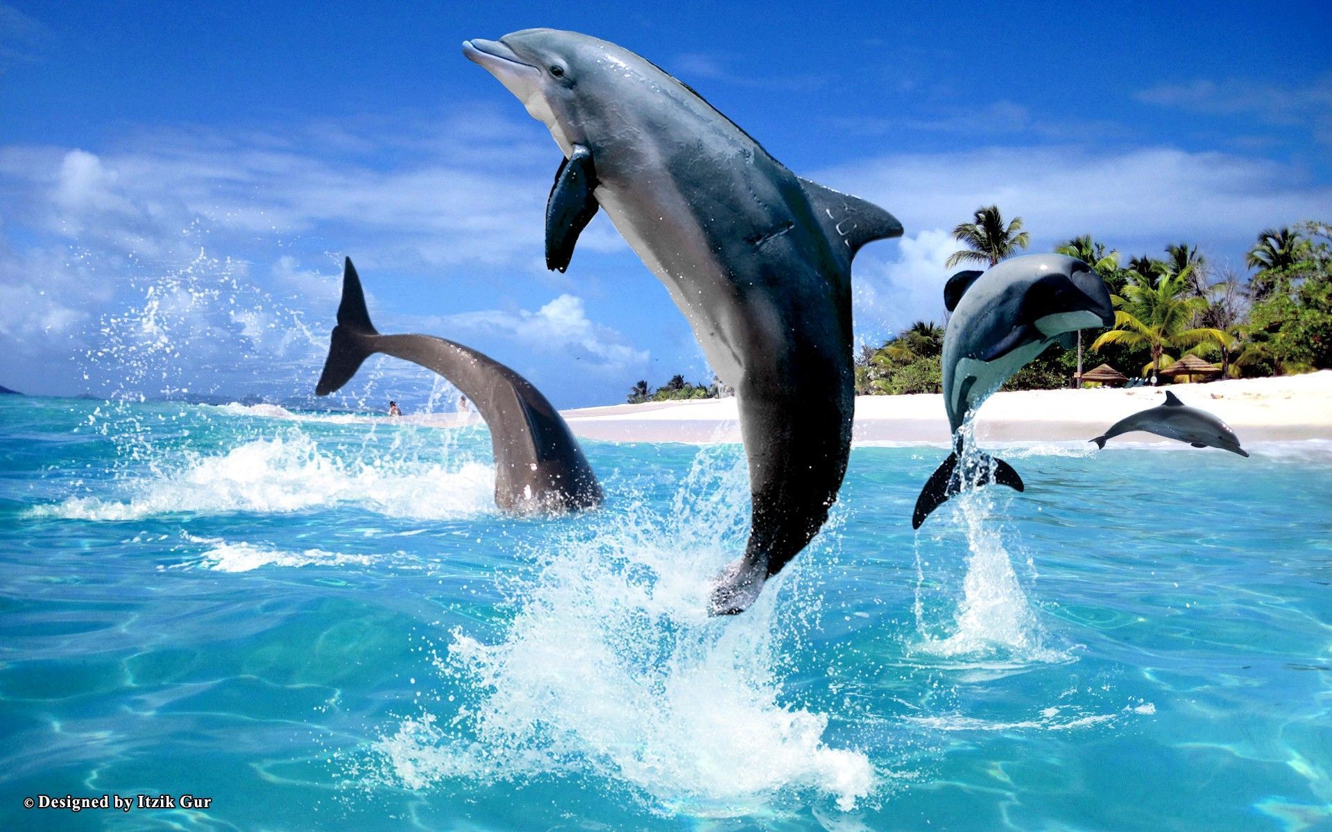 Detail Dolphin Images Free Downloads Nomer 50