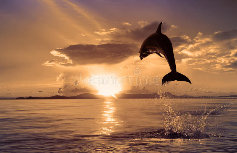 Detail Dolphin Images Free Downloads Nomer 8