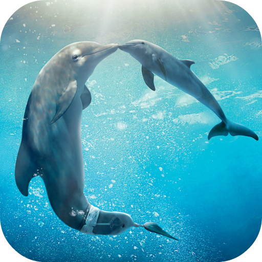 Detail Dolphin Live Wallpaper Nomer 2