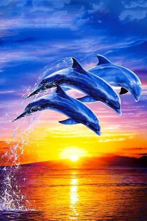 Detail Dolphin Live Wallpaper Nomer 34