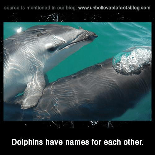 Detail Dolphin Meme Generator Nomer 33