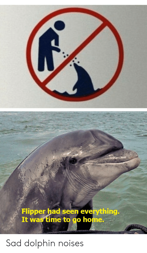 Detail Dolphin Meme Generator Nomer 58
