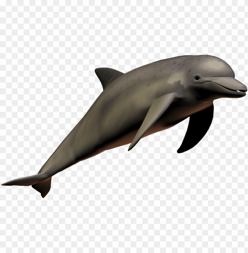 Detail Dolphin No Background Nomer 10