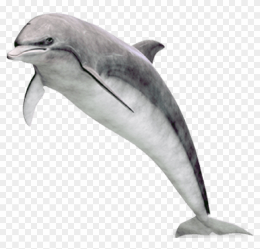 Detail Dolphin No Background Nomer 13