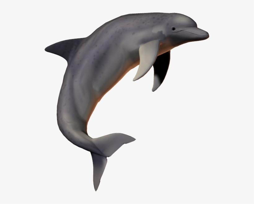 Detail Dolphin No Background Nomer 17