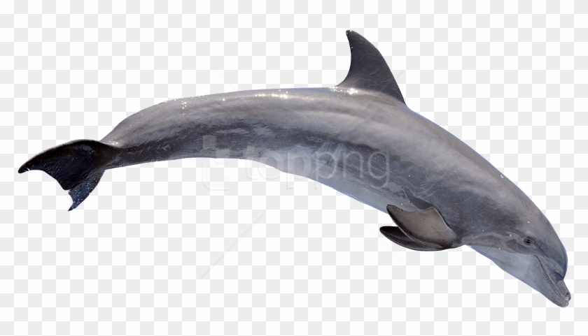 Detail Dolphin No Background Nomer 22