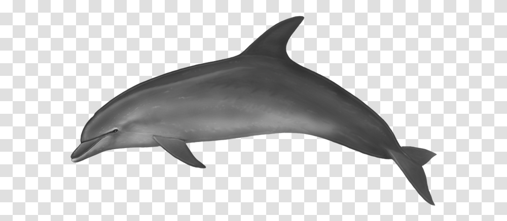 Detail Dolphin No Background Nomer 28