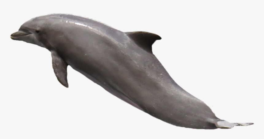 Detail Dolphin No Background Nomer 31