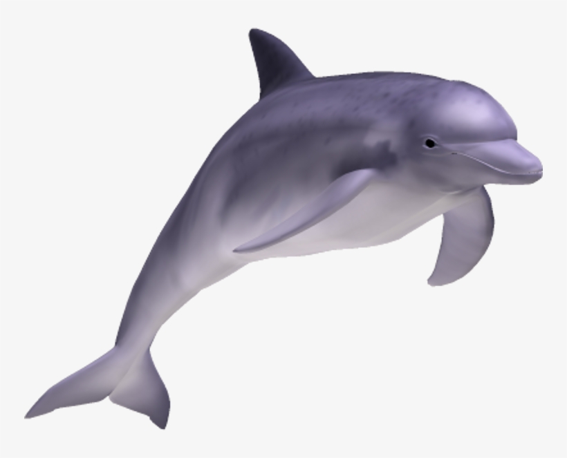 Detail Dolphin No Background Nomer 45