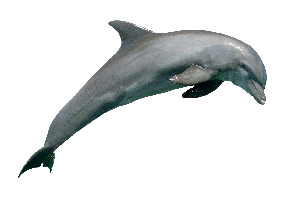 Detail Dolphin No Background Nomer 5