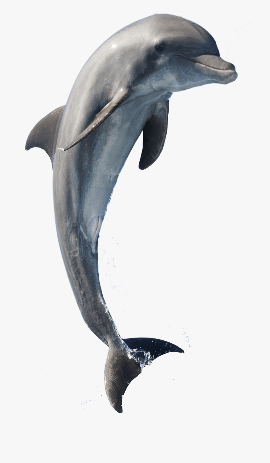 Detail Dolphin No Background Nomer 47
