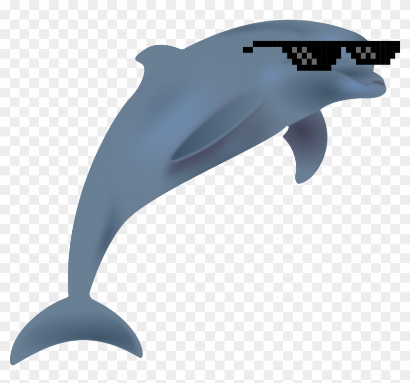Detail Dolphin No Background Nomer 50