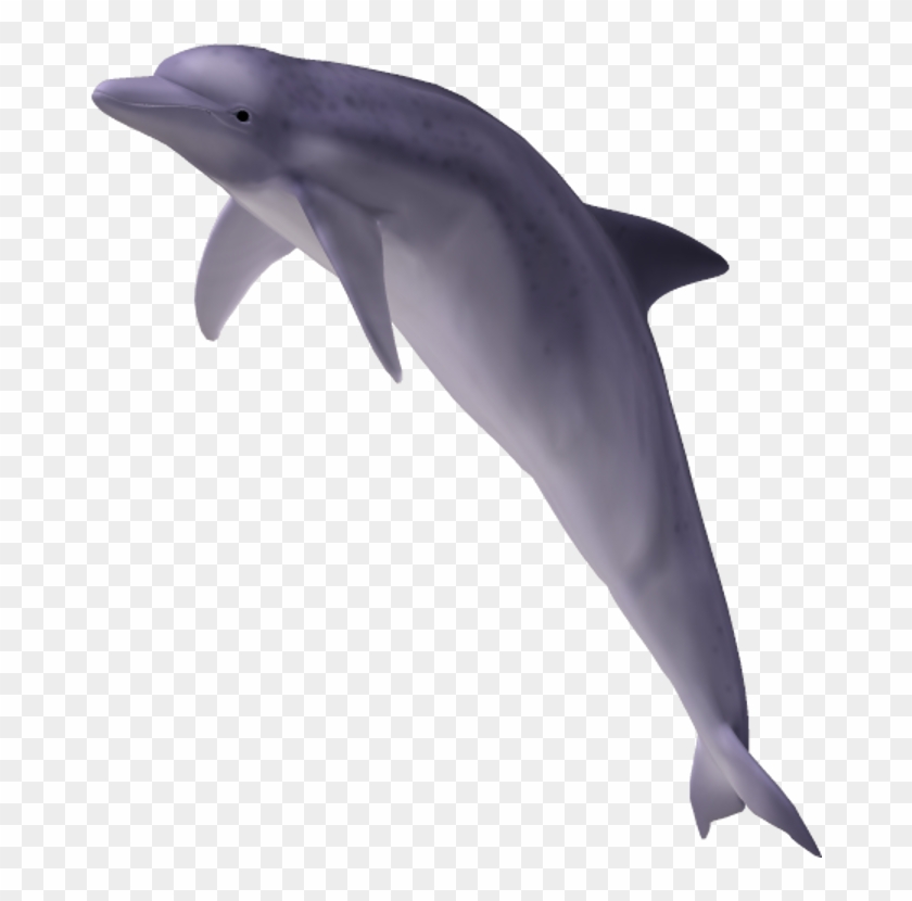 Detail Dolphin No Background Nomer 6
