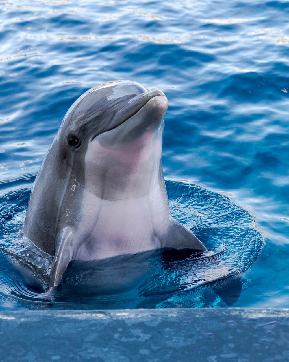 Dolphin Photos Free - KibrisPDR