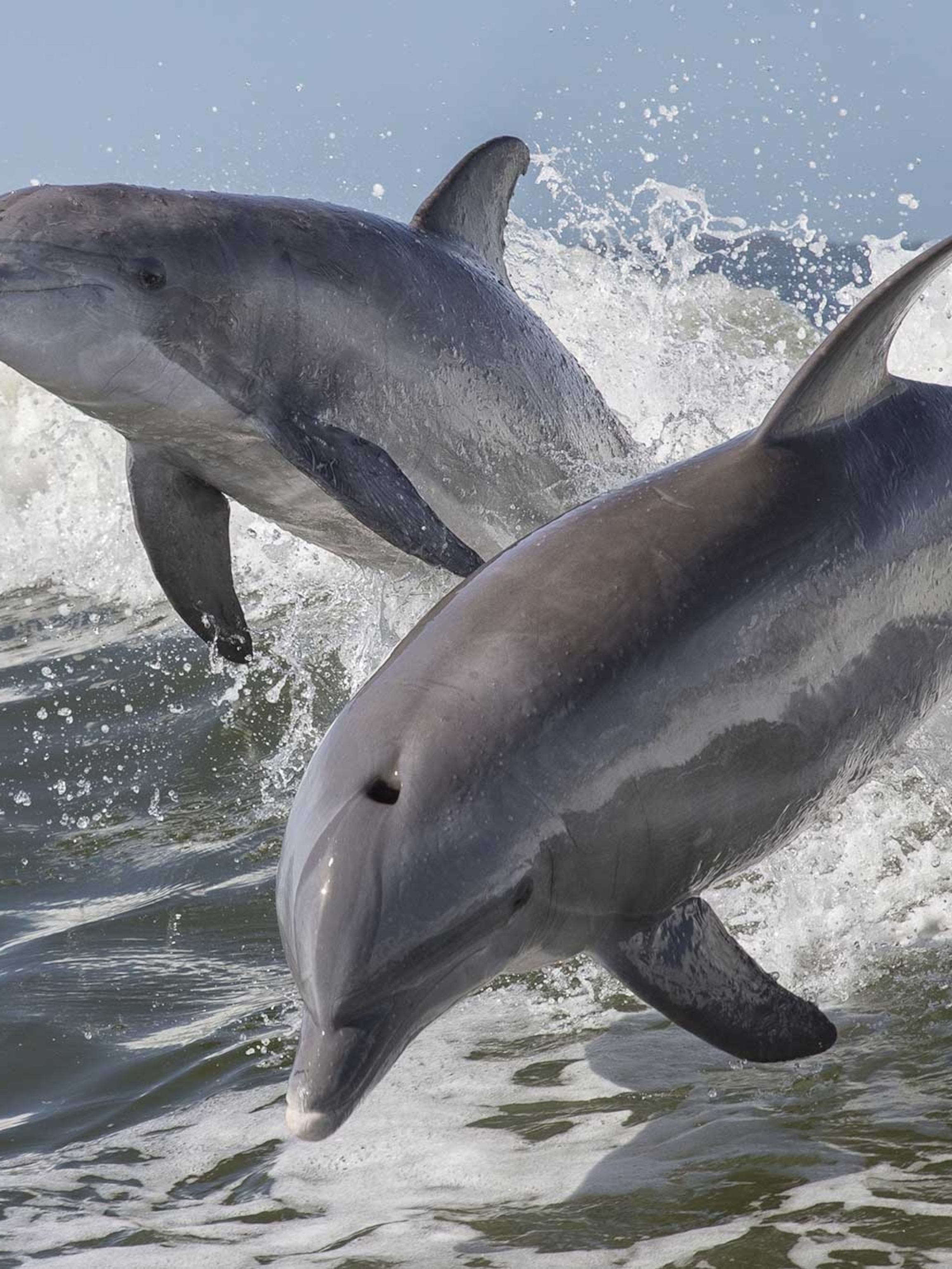 Detail Dolphin Pic Nomer 3